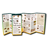 Common Bees of Western North America: A Waterproof Field Guide