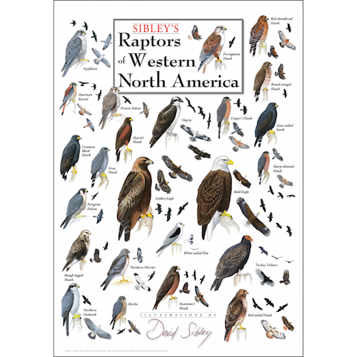 Sibley’s Raptors of Western North America – Poster