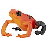 Equatorial Red Frog