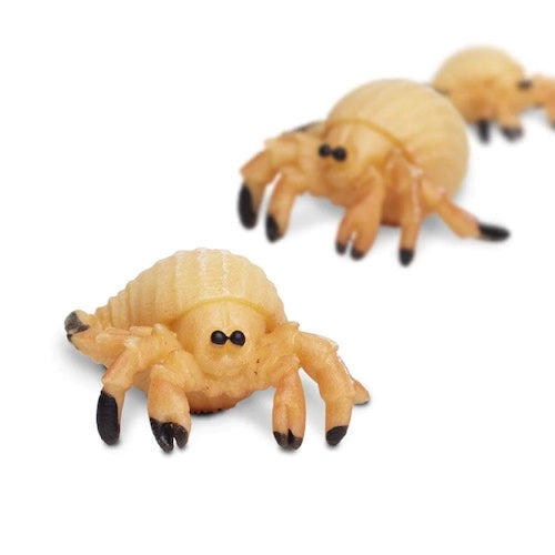 GoodLuck Minis Hermit Crab