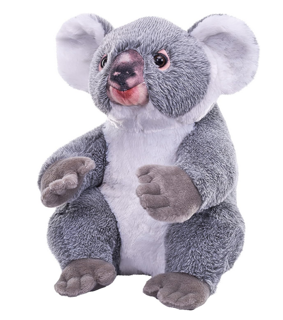 Artist Collection  Koala 13