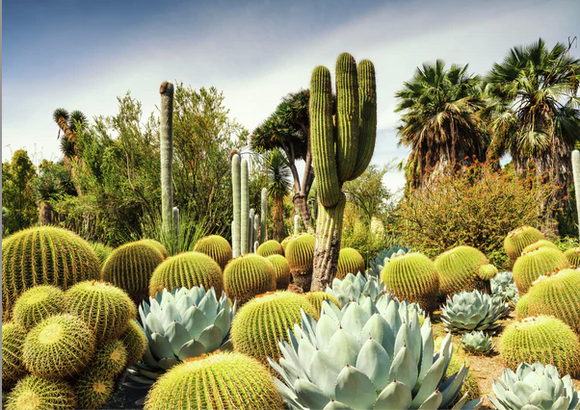 Huntington Desert Garden, California, USA 1000pcs