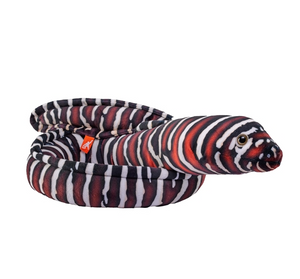 Zebra Moray Eel 54"