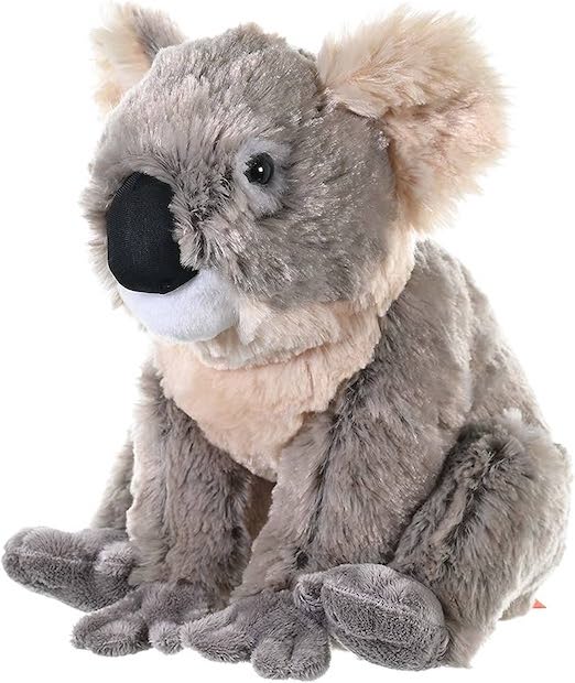 CK Koala 12
