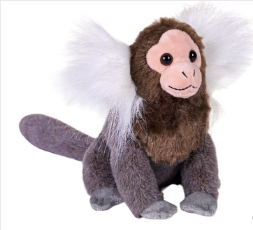 Rainforest Splendors - Common Marmoset 6