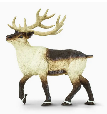 Reindeer