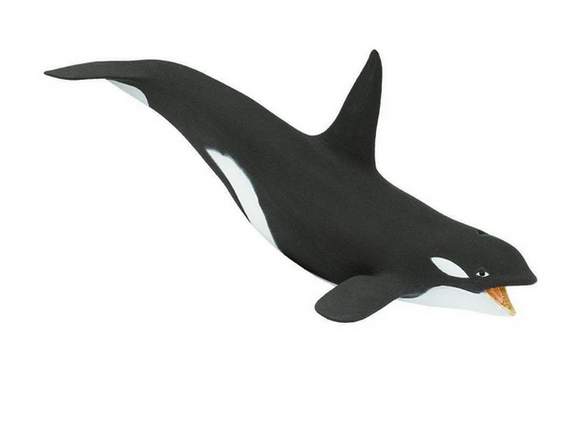 Killer Whale / Orca