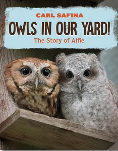 Owls in Our Yard! The Story of Alfie