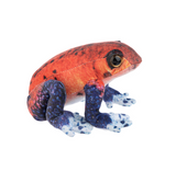 Tropical Frog - 6.5"