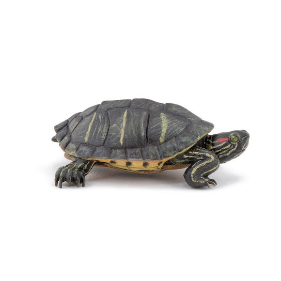 Florida Tortoise / Painted Turtle