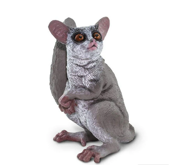 Bush Baby