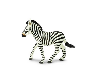 Zebra Foal