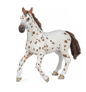 Brown Appaloosa Mare Horse