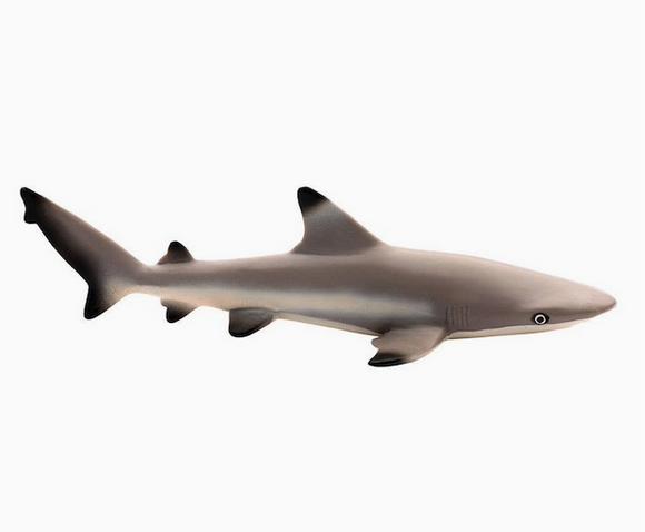 Blacktip Reef Shark