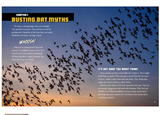 Bats! Mysterious and Misunderstood Mammals