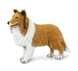 Collie - Dog