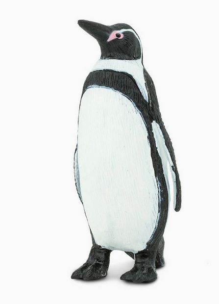 Humboldt Penguin