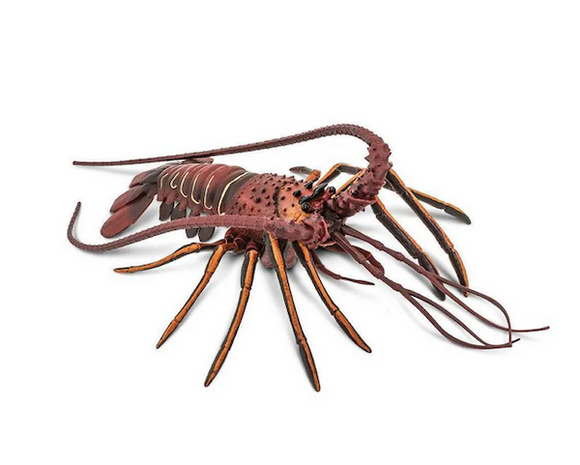 Spiny Lobster