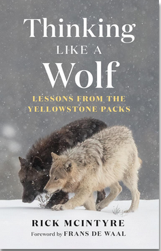 Thinking Like a Wolf: Lessons from the Yellowstone Packs