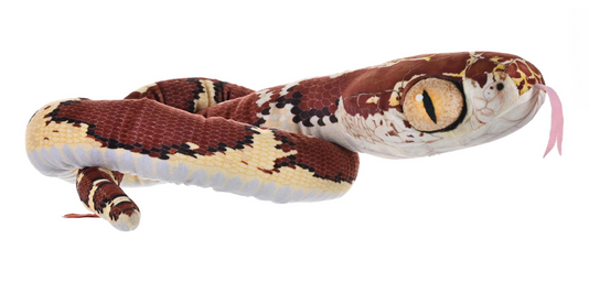 Snake - Blunt Headed 54