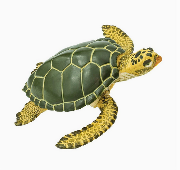 Green Sea Turtle