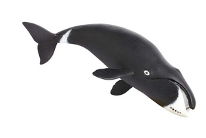 Bowhead Whale