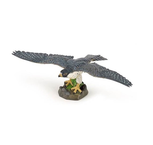Hawk