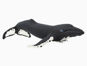 Humpback Whale