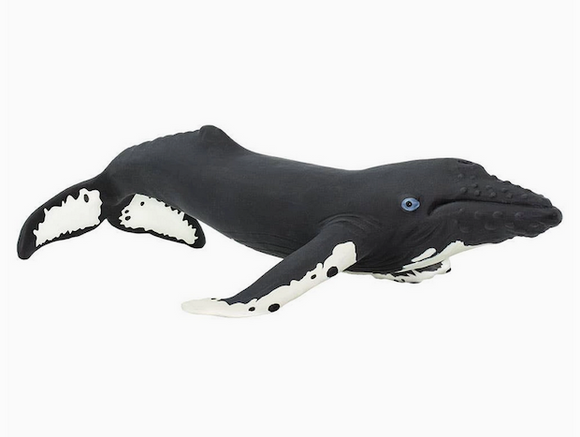 Humpback Whale