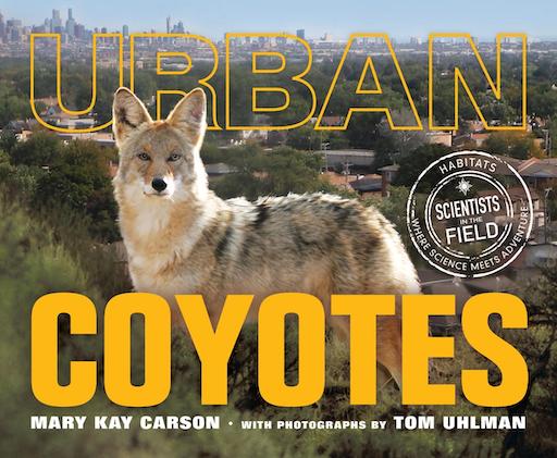 Urban Coyotes