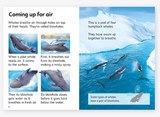 Usborne Beginners: Whales