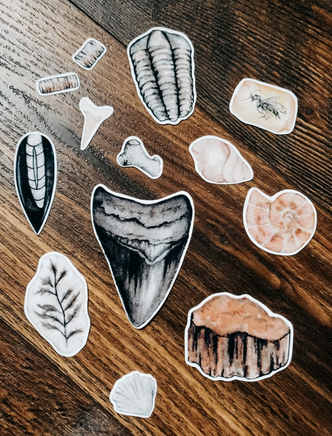 Fossil Stickers - Set of 13 Matte Vinyl Stickers