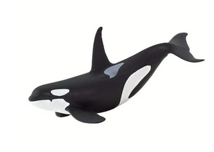 Killer Whale / Orca