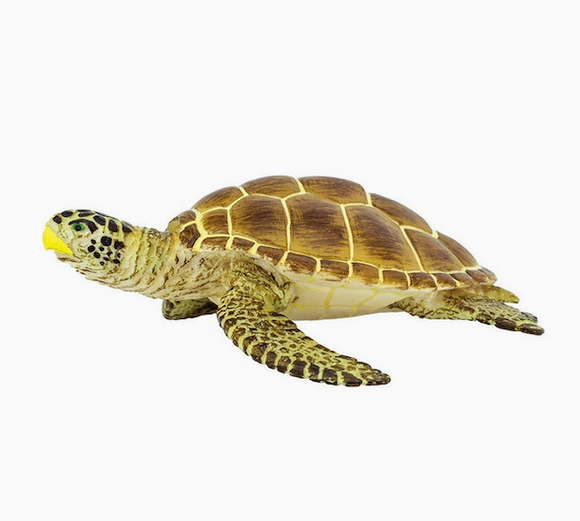 Loggerhead Turtle