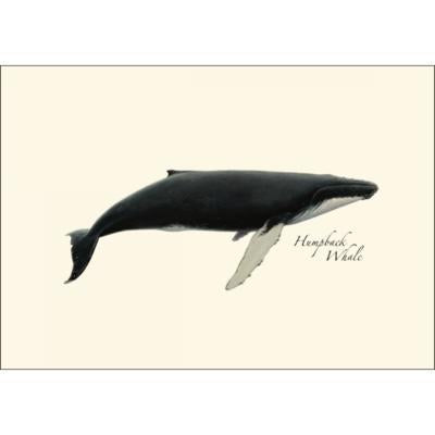 Boxed Notecards - Whale Assortment