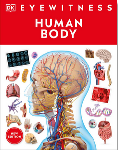 Eyewitness: Human Body