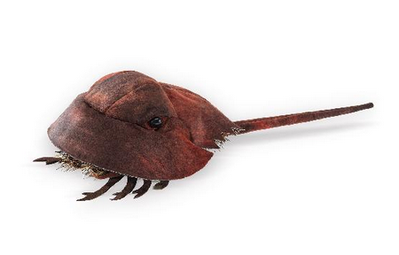 Horseshoe Crab Puppet