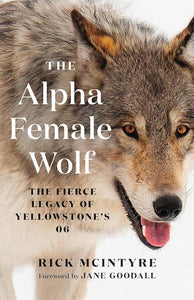 The Alpha Female Wolf: The Fierce Legacy of Yellowstone's 06