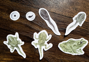 Frog Life Cycle - Set of 7 Matte Vinyl Stickers