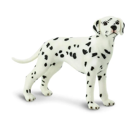 Dalmatian - Dog