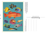 Oceanarium 50 Postcard Box Set