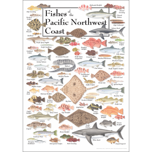 Fishes of the Pacific Northwest Coast – Poster – The Children's Treehouse
