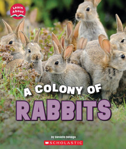 Learn About: A Colony of Rabbits