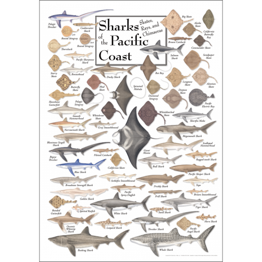 Sharks, Skates, Rays & Chimaeras of the Pacific – Poster