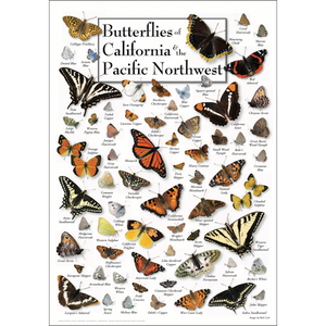 Butterflies of California & Pacific Northwest – Poster