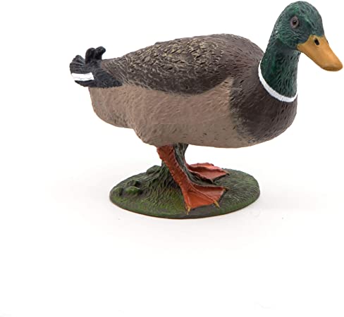 Mallard Duck
