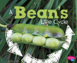 A Bean's Life Cycle