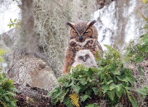 Great Horned Owl 1000pcs (2022)