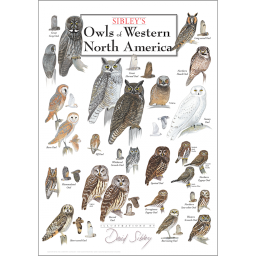 Sibley’s Owls of Western North America – Poster