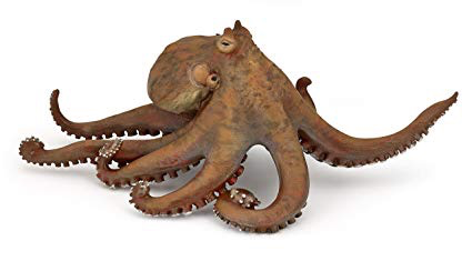 Octopus